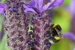 bee-lavender